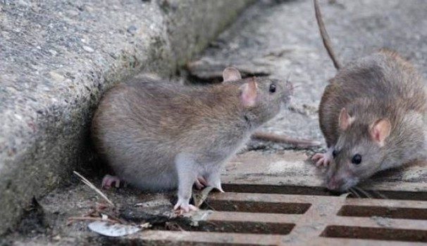 Rat Kong alla conquista di Piazza Cavour